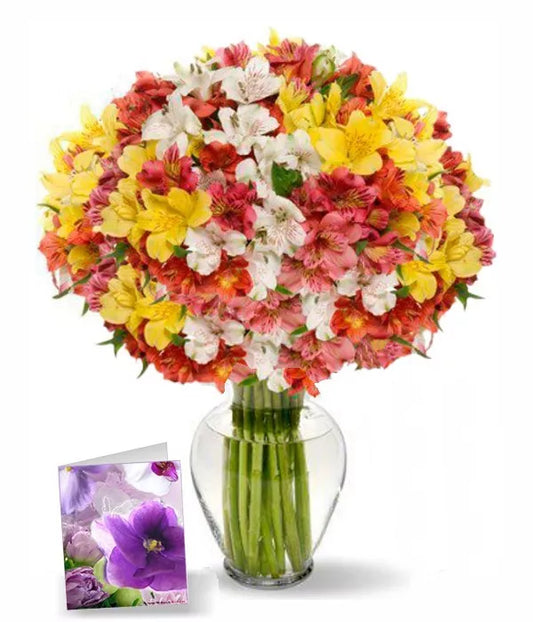 200 Blooms of Peruvian Lilies