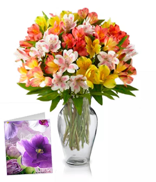 50 Blooms of Peruvian Lilies