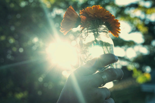 small yellow flowers held up in a mason jar, backlit by bright sun coming through the leaves of a tree