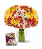 150 Blooms of Peruvian Lillies