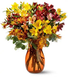 Alstroemeria Brights
